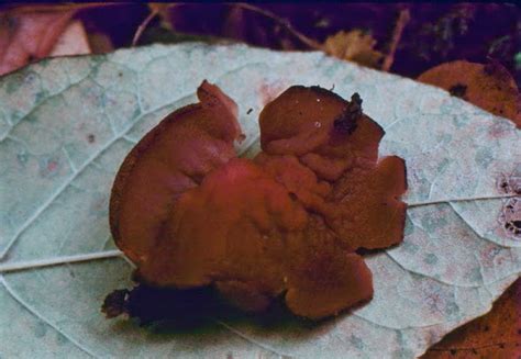 Red Cup Fungus Ascocoryne Cylichnium Project Noah
