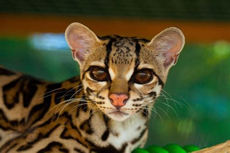 The Costa Rica Jaguar And Other Wild Cats Of The Rich Coast