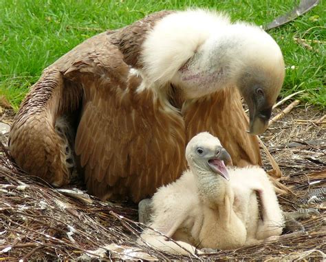 Pin By Alex Fairchild On Himalayan Griffon Vultures Baby Animals