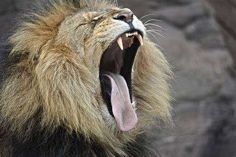 Lion Yawning Image Free Stock Photo Public Domain
