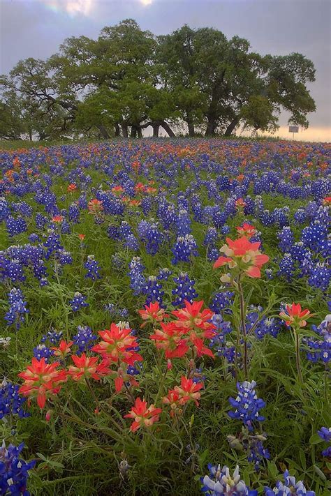 Bluebonnets And Indian Paintbrush Flowers Bluebonnets And Indian