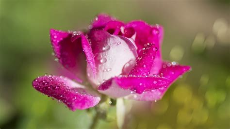 Green Rose Water Drops Flower Bud Pink Hd Wallpaper