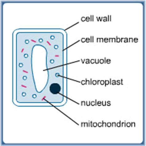 The animal cell is more fluid or elastic or malleable in structure; Simple Plant Cell diagram | Science | Pinterest | Simple ...
