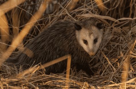 7 Fascinating Baby Opossum Facts Beyond The Pouch Animal Corner