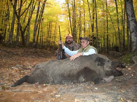 Giant Boar Shot During The Autumn Rut Hunt And Slay An Authentic Boar