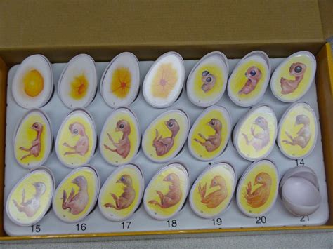 It can be exciting to raise a brood of ducklings, but patience is your most valuable virtue. Will He Fertilize Their Eggs? | BackYard Chickens - Learn ...