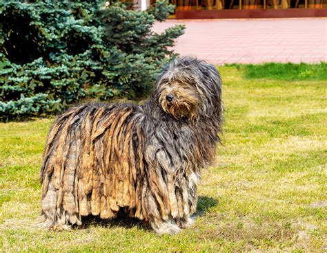 Best Bergamasco Sheepdog Dog Food Spot And Tango