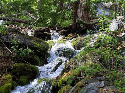 Free Picture Streams Moss Water Forests Rocks