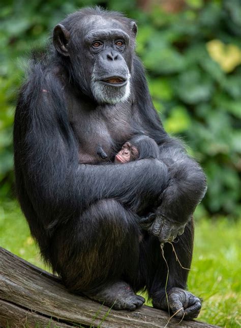 Adorable Pictures Show Endangered Chimp With Her Newborn