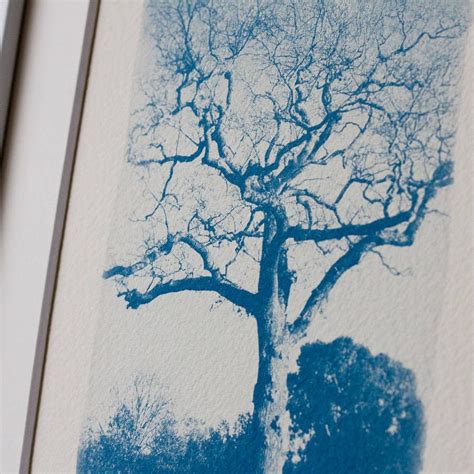 Tree Studies One Fine Art Photograph By Hunt And Gather Design