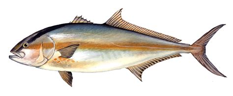 Greater Amberjack Delaware Fish Facts