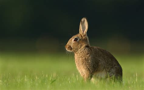 Brown Rabbit In Close Up Photography Hd Wallpaper Wallpaper Flare