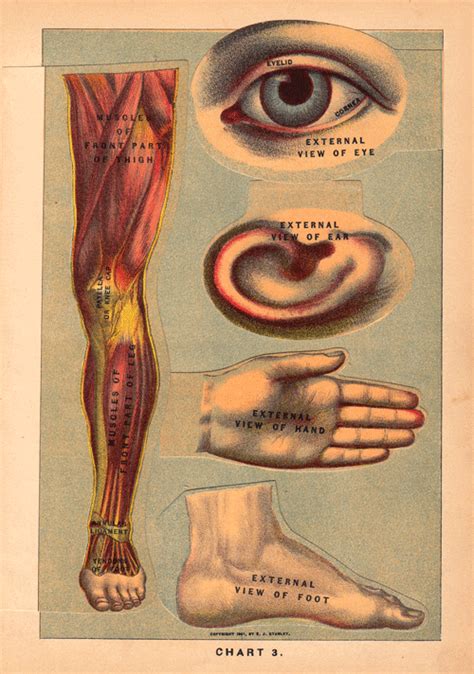 Anatomical Flap Up Illustrations From 1901 Adapted As Animated S