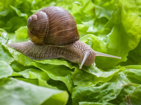 How To Control Snails Naturally In The Garden