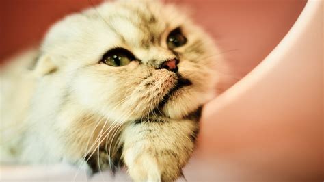 Wallpaper Cute Cat Tomcat Face Nose Eyes Hazy