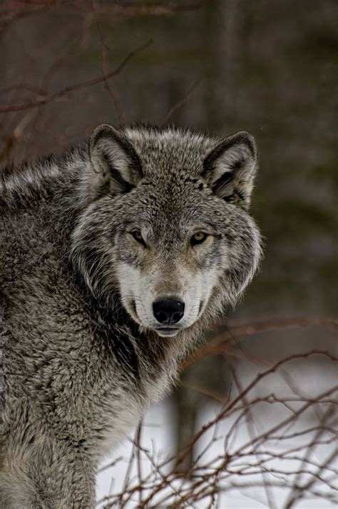 See more ideas about beautiful wolves, animals wild, animals beautiful. Timberwolves | Wolf pictures, Beautiful wolves, Animals