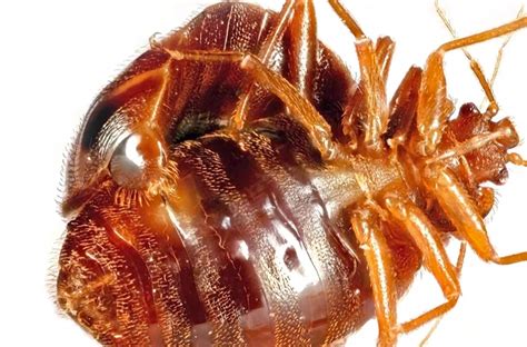 Types Of Bedbugs Bed Bug Types List Of Bedbug Species Nanovina
