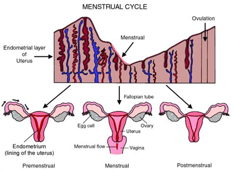 What Is Endometrium And What Happens To It During The Menstural Cycle