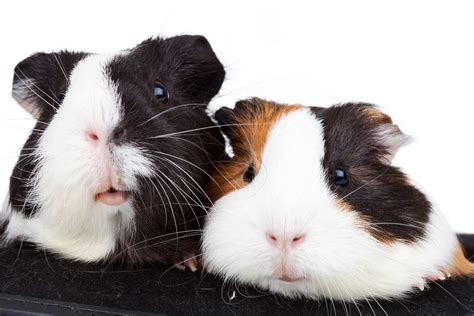 7 Reasons Why Guinea Pigs Are Great Pets Voting Research