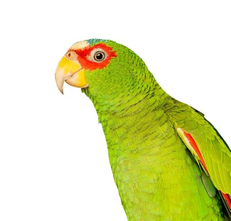 Premium Photo Parrot Mexican Red Headed Amazon Isolated On White