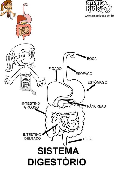 Imagenes Del Sistema Digestivo Para Niños Para Colorear Hábitos De Niños