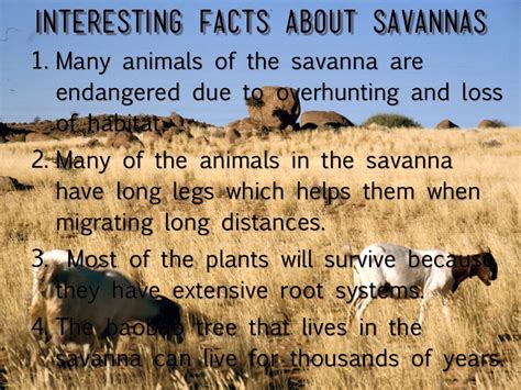 Top 126 Tropical Savanna Plants And Animals