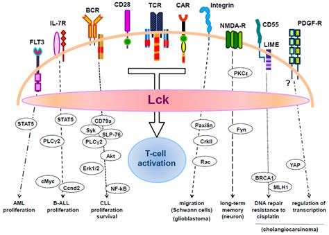 Ijms Free Full Text Beyond Tcr Signaling Emerging Functions Of Lck