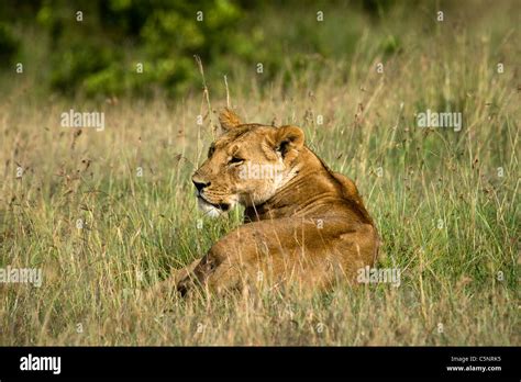 African Lioness Masai Mara Kenya East Africa Stock Photo Alamy