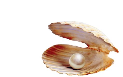 Clam Clipart Transparent Background Pearl Clam Transparent Background