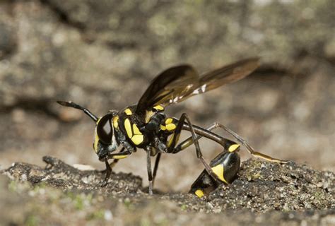 Animation Wasp Mimic Fly Ovispositing Wasp Mimic Hover Fl Flickr