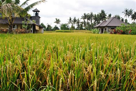 Green Paddy Field Wallpapers Wallpaper Cave