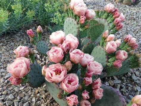 Pink Desert Desert Cactus Desert Rose Cactus Garden Cactus Flower Rose Garden Foto Rose