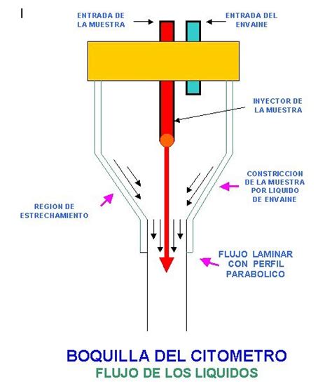Metodo Citometria De Flujo Blog Del Quimico Clinico