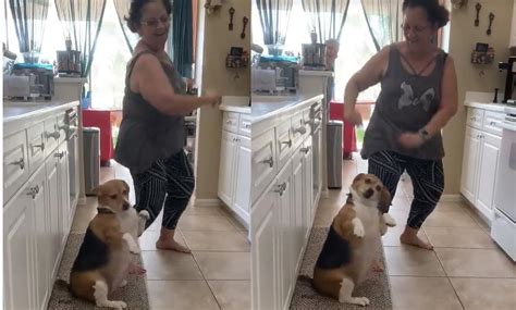 Viral Perro Protagoniza Adorable Momento Al Bailar Con Su Dueña El