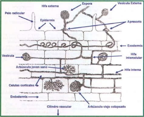 anatomía de una micorriza vesículo arbuscular download scientific diagram