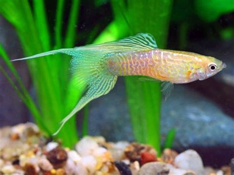 Ikan Guppy Lyretail Adalah Guppy Yang Bentuk Ekornya Seperti Kecapi