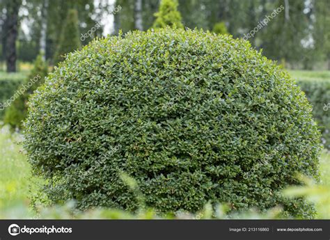 Wild Privet Ligustrum Hedge Close Nature Texture Sample Topiary Art Stock Photo By Maykal