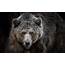 Animals Bears Grizzly Wallpapers HD / Desktop And Mobile 