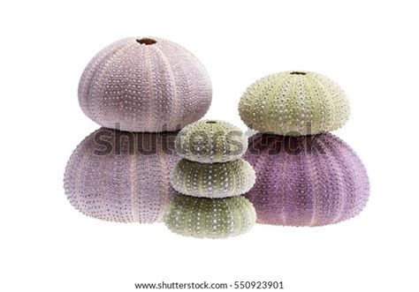 Group Sea Shells Sea Urchin Echinoidea Stock Photo 550923901 Shutterstock
