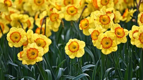 Yellow Daffodils Flowers Spring Wallpapers Wallpaper Cave