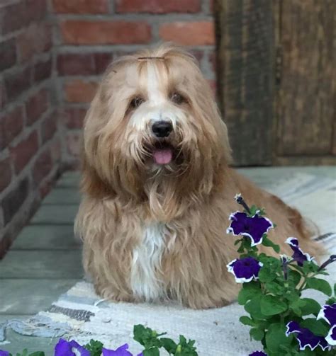 15 Interesting Facts About Havanese Dogs | The Dogman