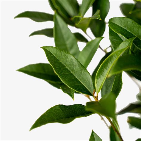 Osmanthus Tea Olive For Sale Online The Tree Center