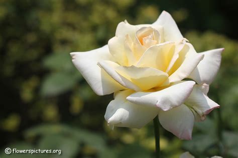 Beautiful White Rose Flowers ~ Bred Southern Of Me