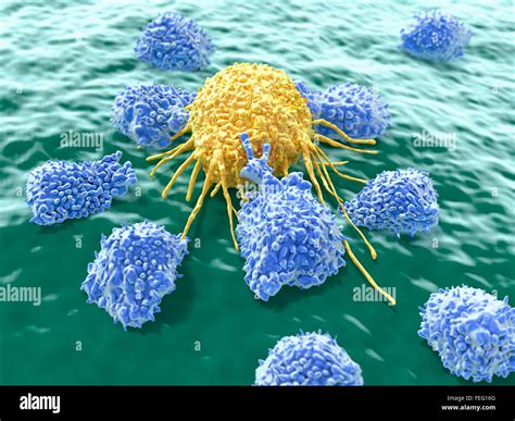 Illustration Of Lymphocytes Attacking A Cancer Cell Natural Killer