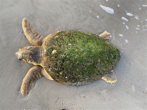 Scary Hundreds Of Emaciated Sea Turtles On Texas Shores Baffle Experts