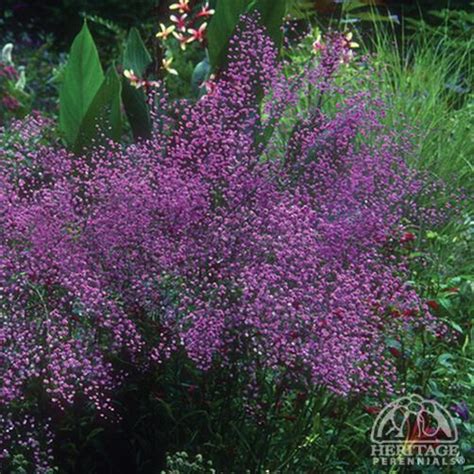 Plant Profile For Thalictrum Delavayi ‘hewitts Double Double Meadow