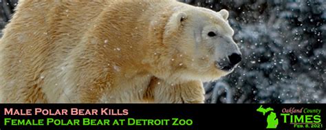 Male Polar Bear Kills Female Polar Bear At Detroit Zoo Oakland County
