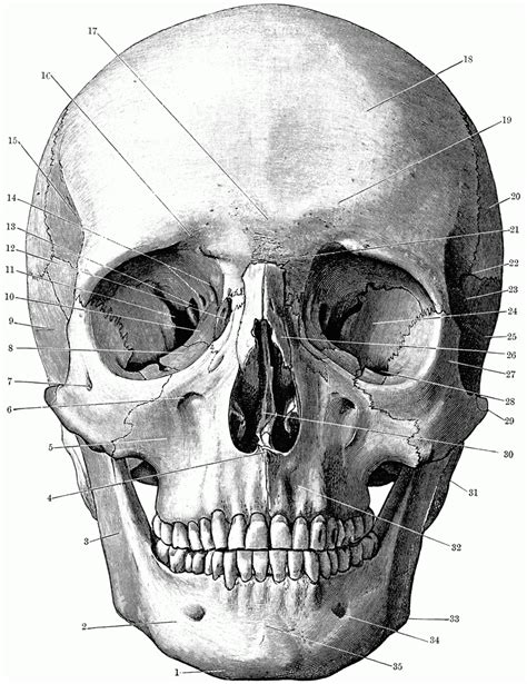 Human Skull Anatomy Drawing
