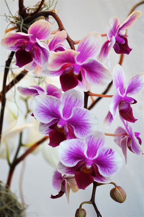 Purple Orchids Purple Orchids Orchids Flowers