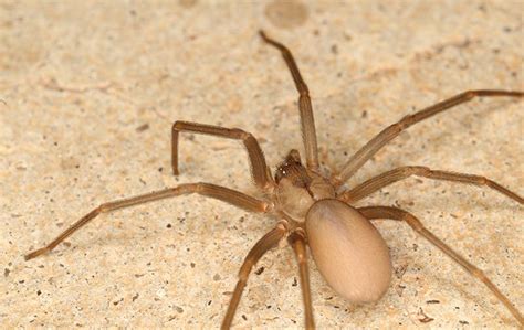 Brown Recluse Spider Identification Guide Great Journey